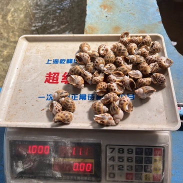 出售东风螺