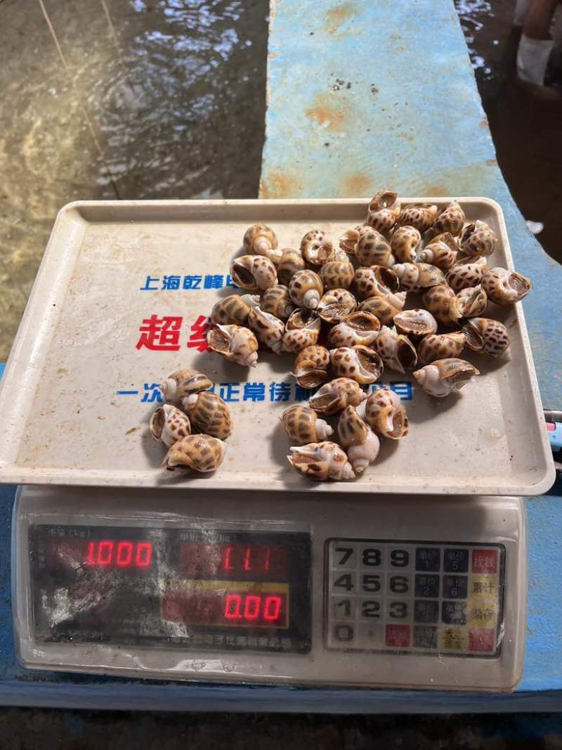 出售东风螺