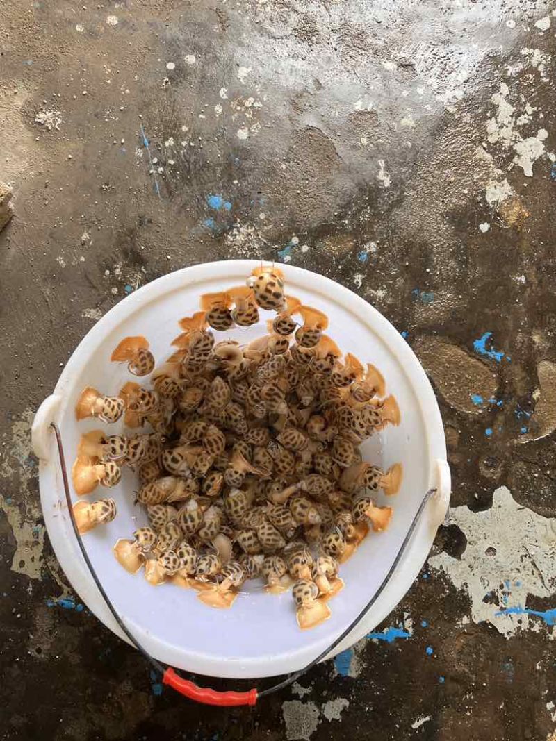 出售东风螺