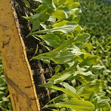 油麦菜苗
