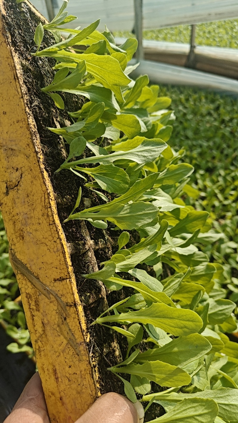 油麦菜苗