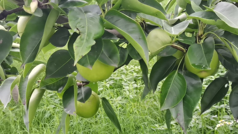 苹果梨，规格4俩到6俩，6俩以上