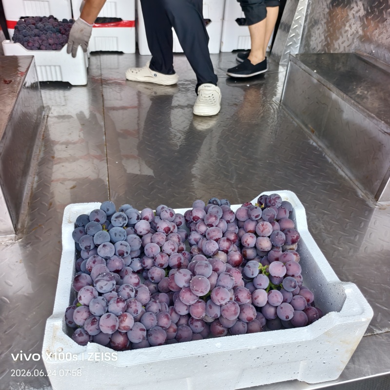 山东聊城实力蔬菜代办，主营，乒乓球，巨峰，奥菲利亚，鸿雁天