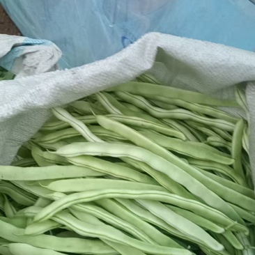 新下来的豆角，手慢无