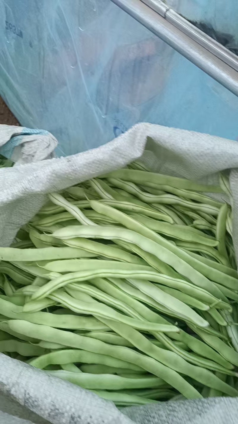 新下来的豆角，手慢无