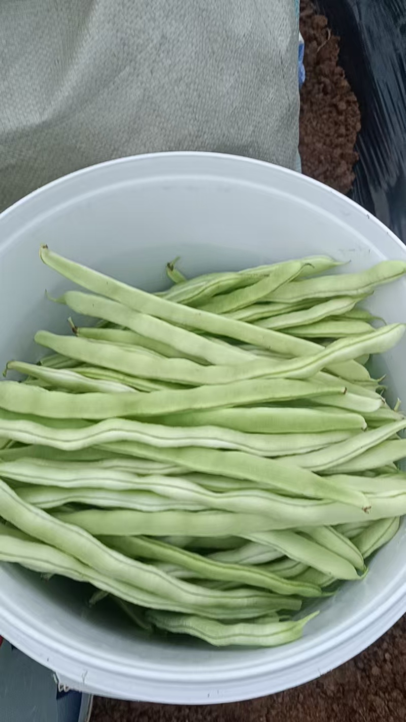 新下来的豆角，手慢无