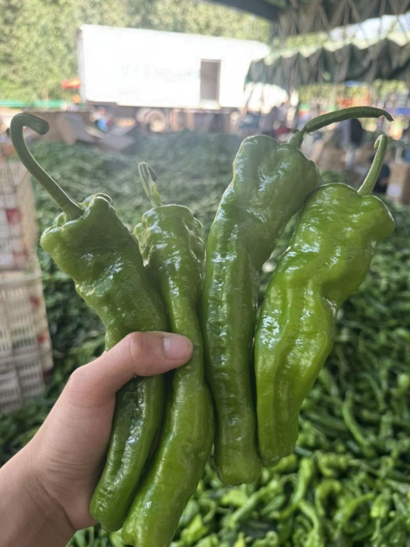 薄皮青椒