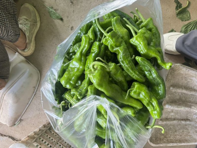 薄皮青椒