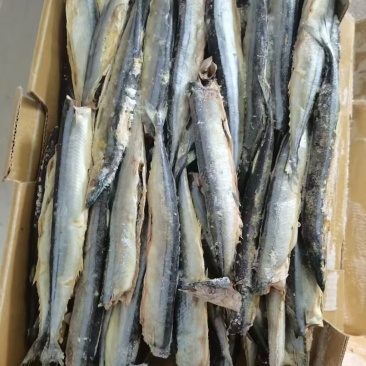 次秋刀鱼饲料出6吨