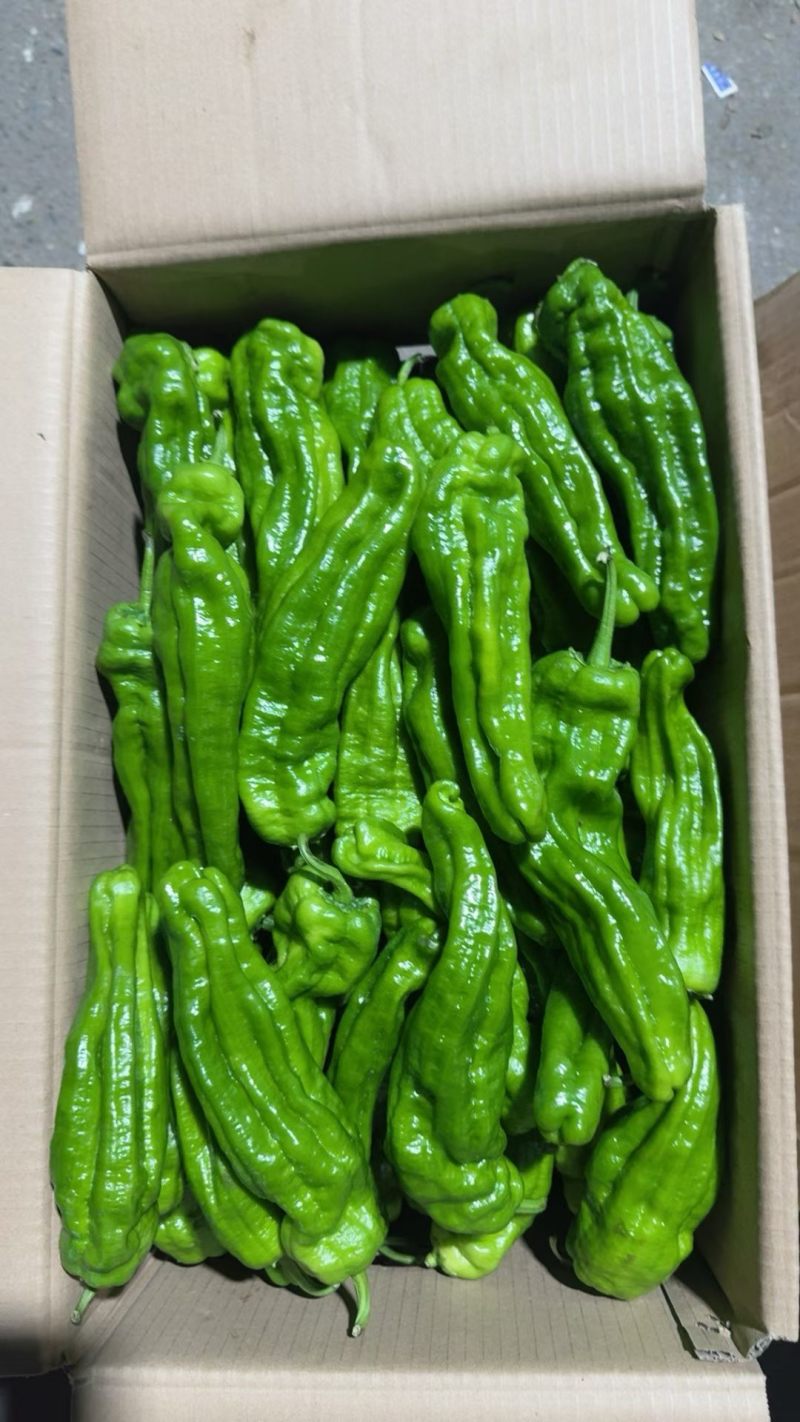 芜湖辣椒、青皮