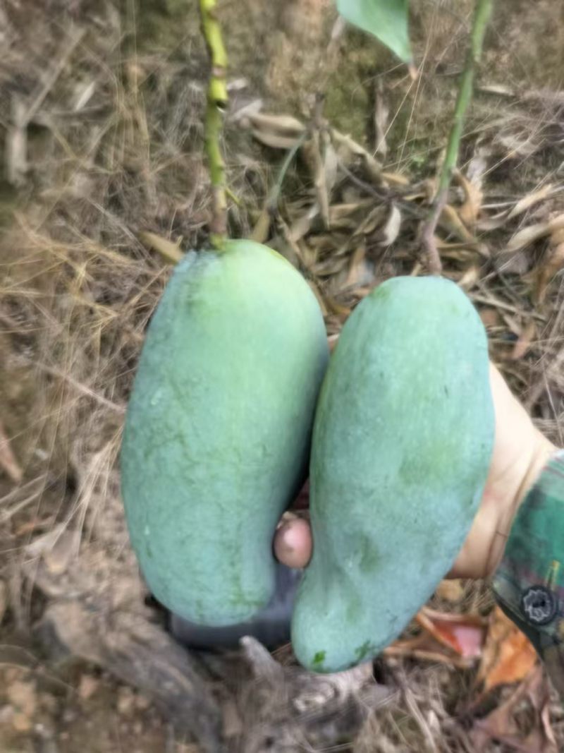 桂七芒果台农芒果