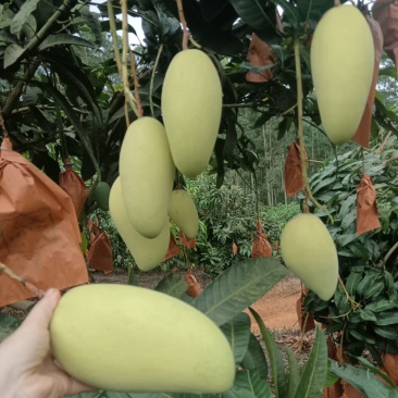 金牛芒果