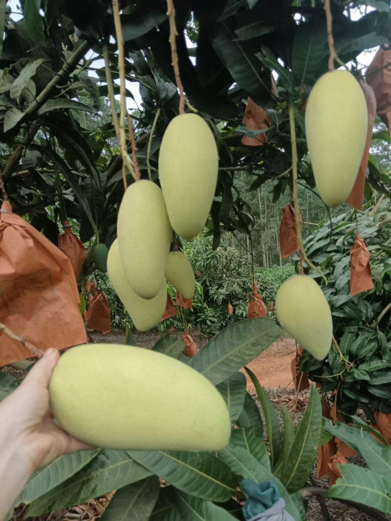 金牛芒果