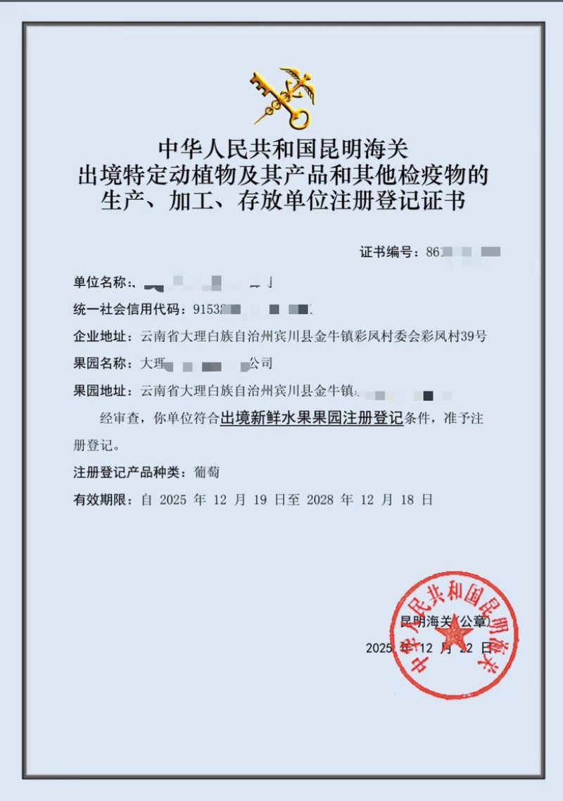 云南红提（红地球）对接外贸国内市场，有出口资质，农残报告