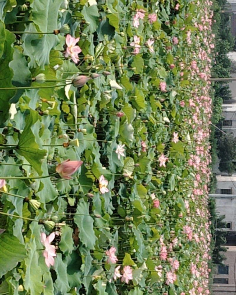 大量出售荷花