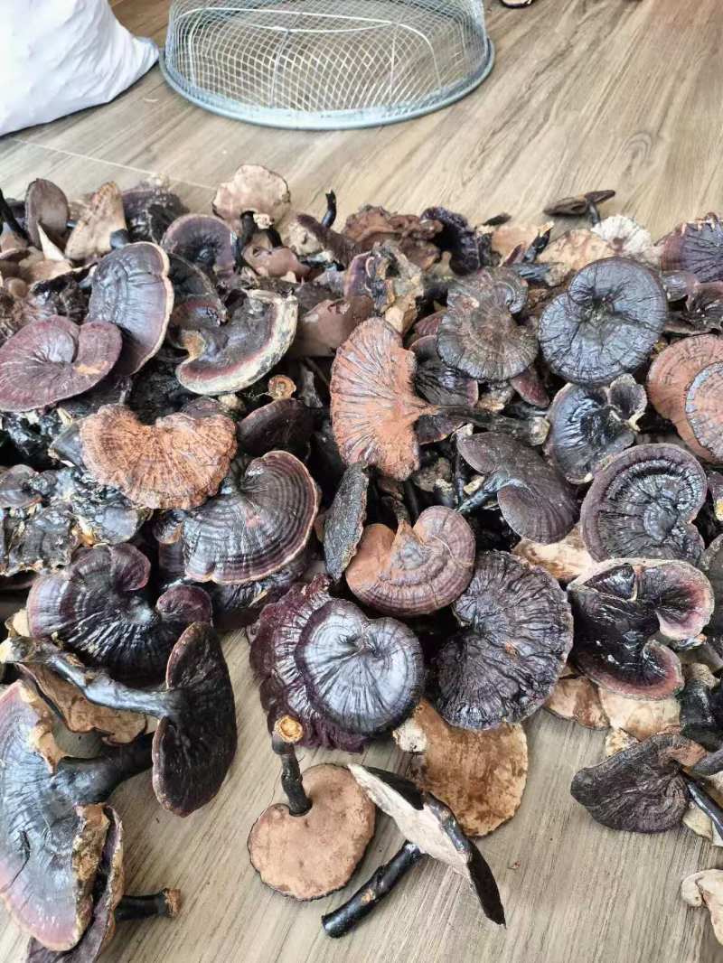 纯野生金边紫灵芝