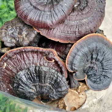 纯野生金边紫灵芝