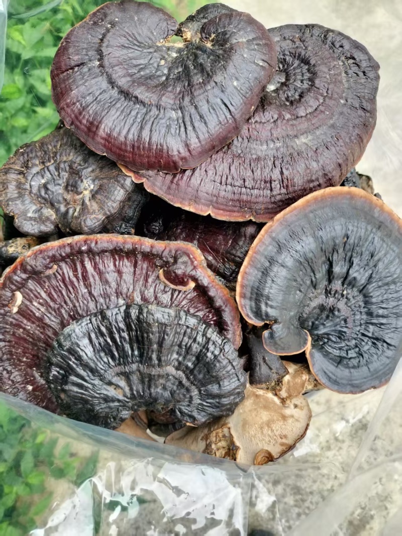 纯野生金边紫灵芝