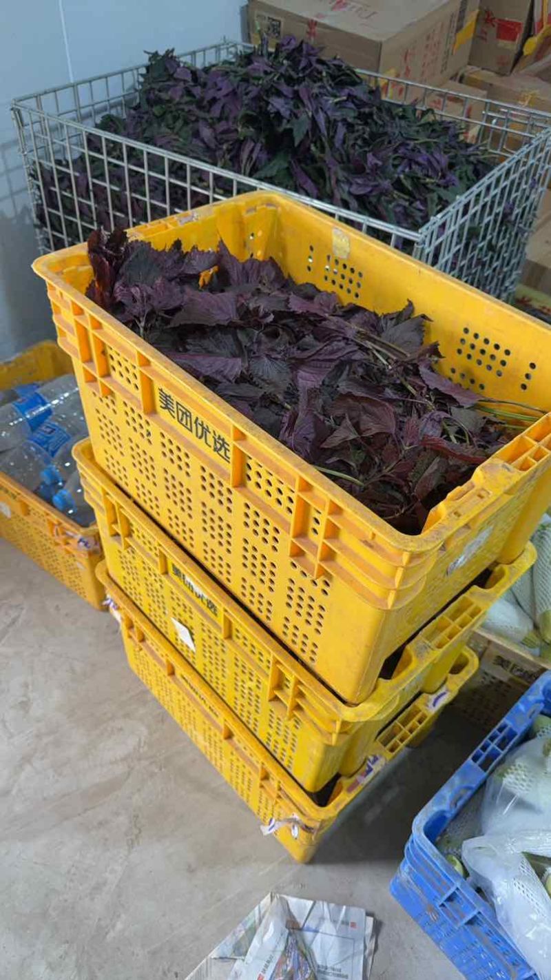 紫苏叶双面红紫苏新鲜叶子带杆