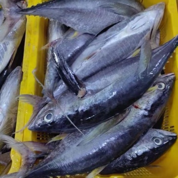 灯光围网漂亮炸弹鱼，长期货源稳定、量大现货1.5KG-3KG
