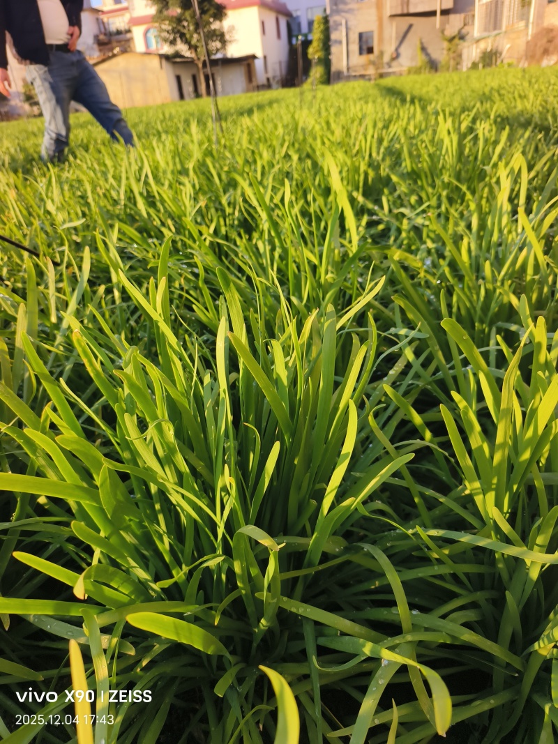 大量韭菜上市，需要的联系