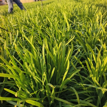 大量韭菜上市，需要的联系
