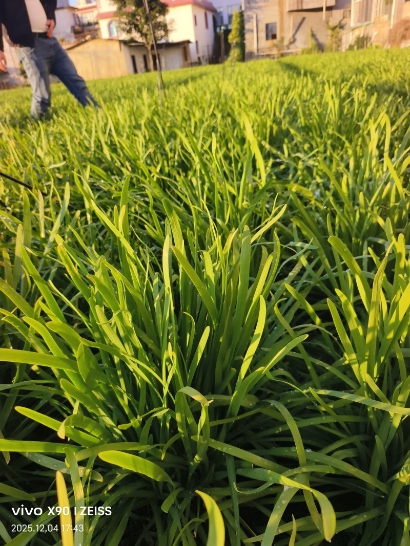 大量韭菜上市，需要的联系