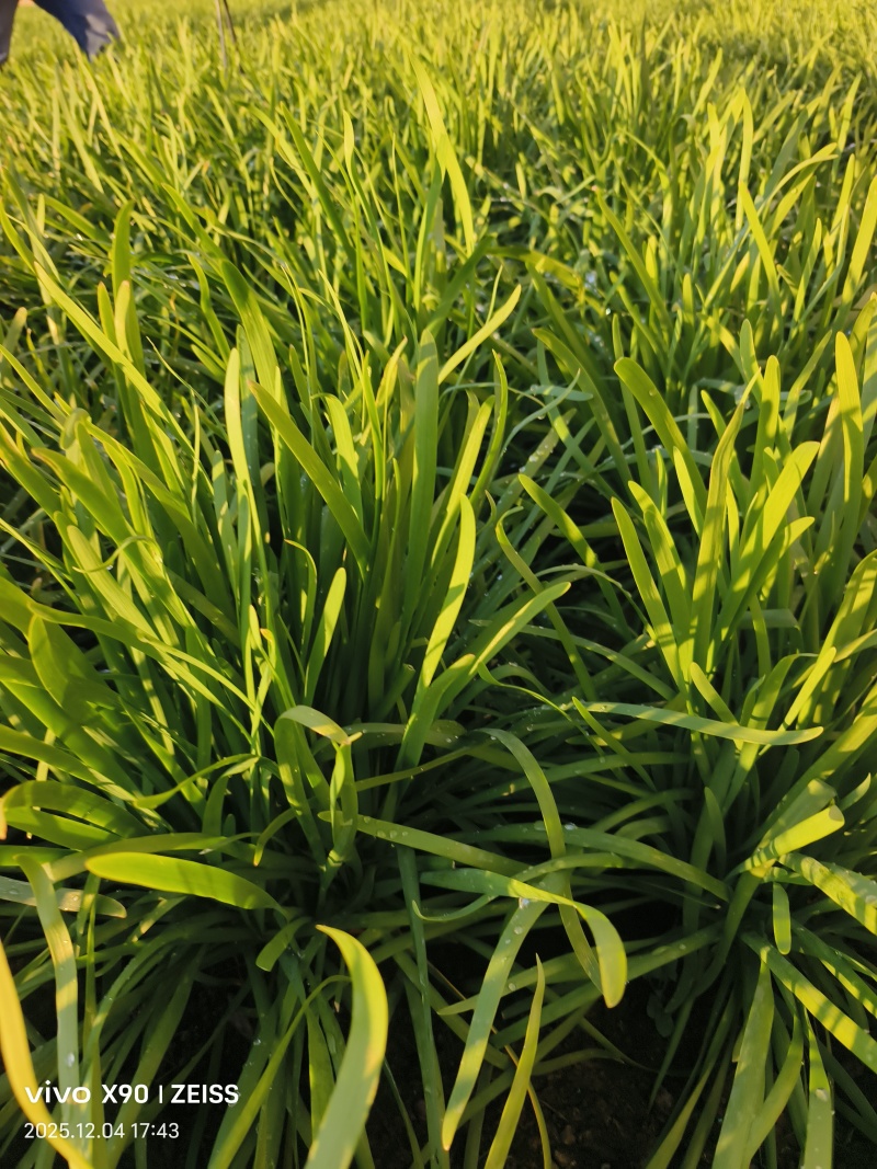 大量韭菜上市，需要的联系