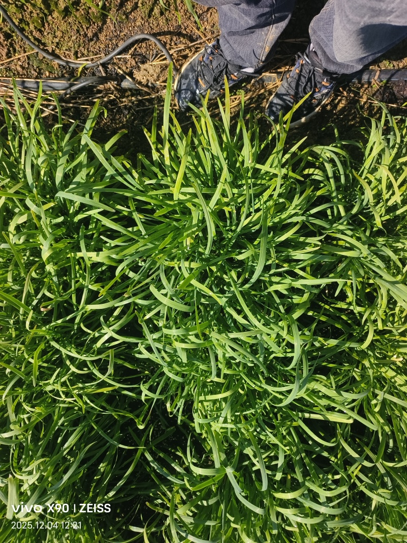 大量韭菜上市，需要的联系