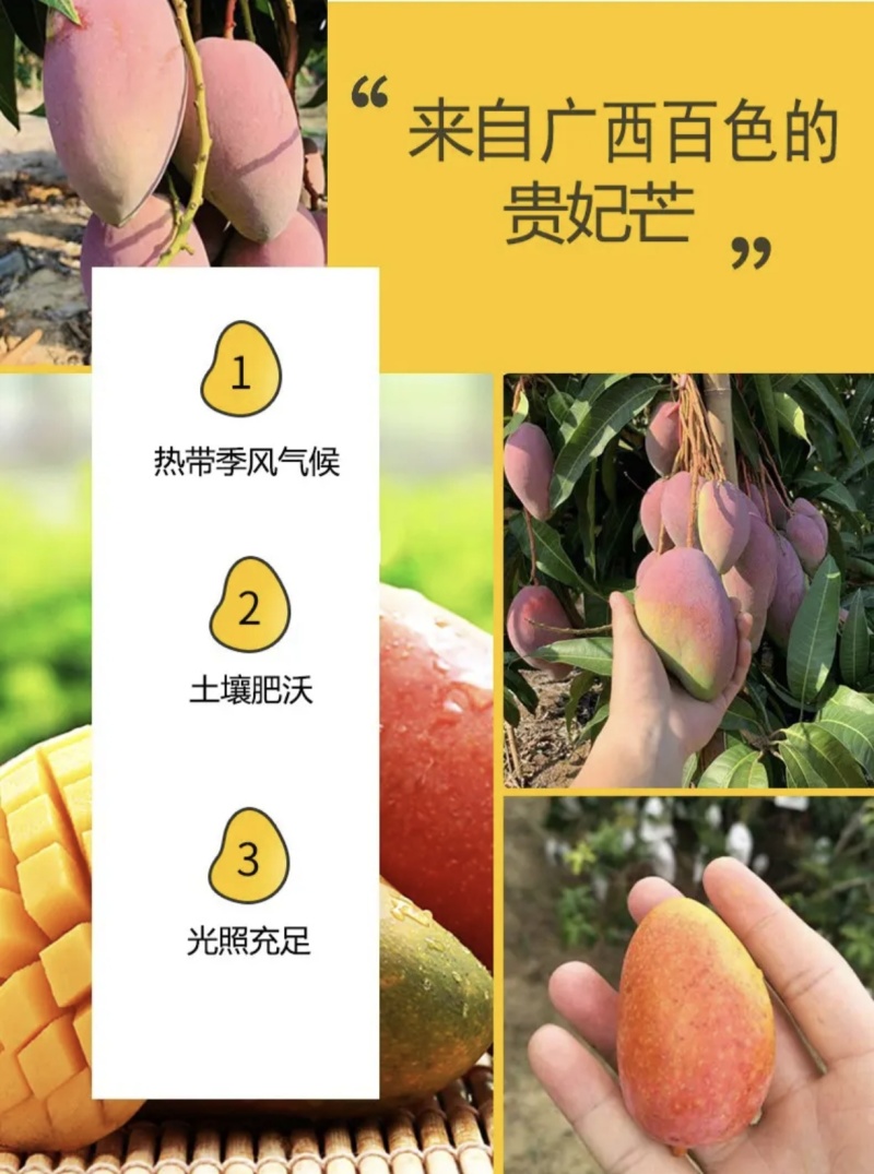广西应季芒果
