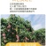 广西应季芒果