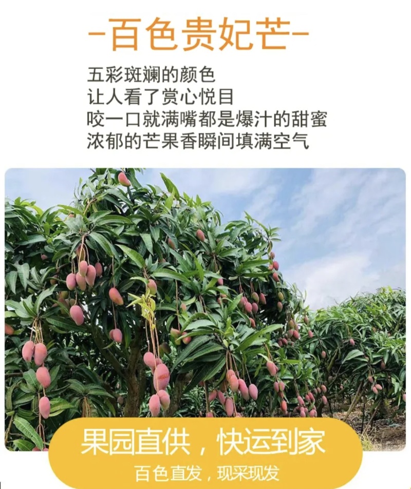 广西应季芒果