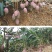 广西应季芒果