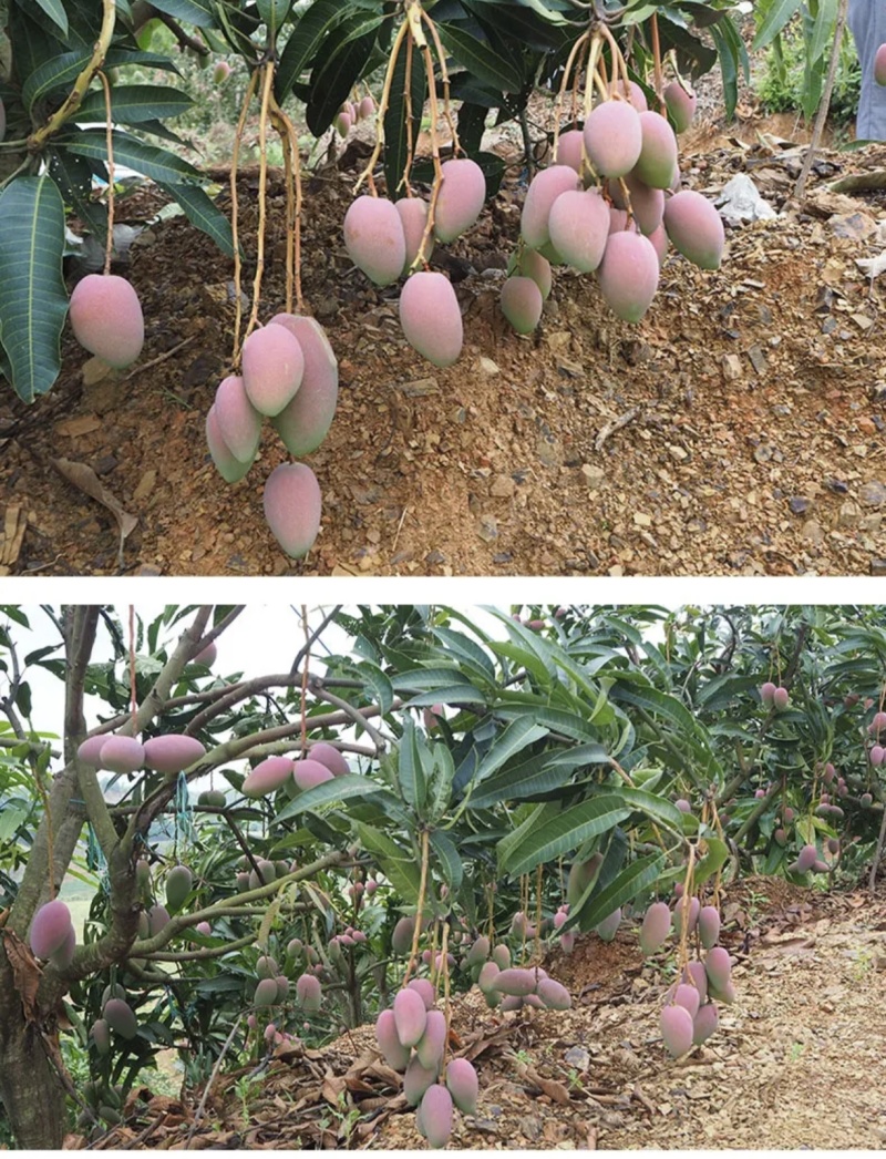 广西应季芒果