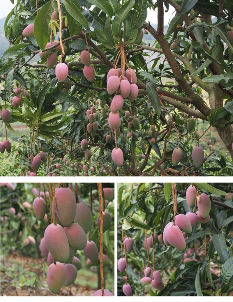 广西应季芒果