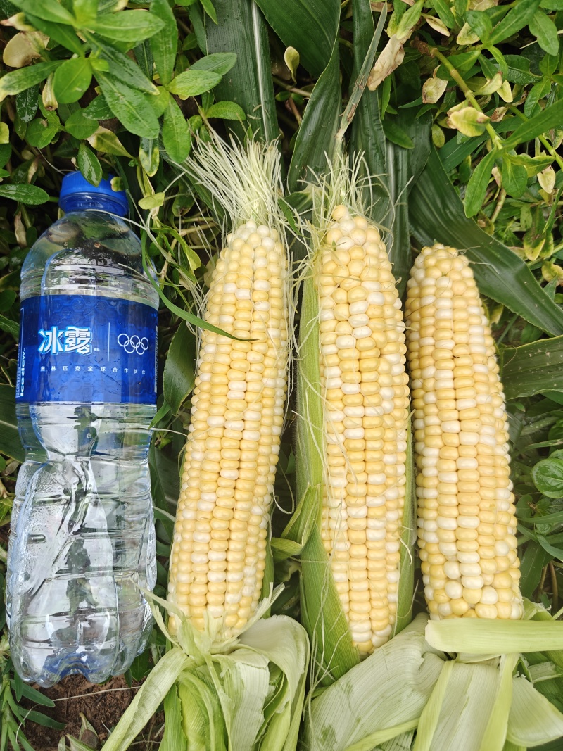 水果双色玉米