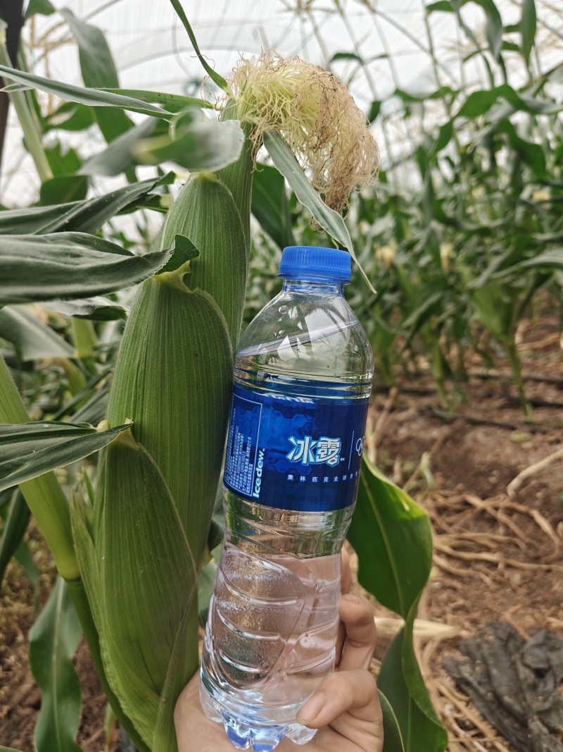 水果双色玉米