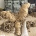 农家基地直发黄精