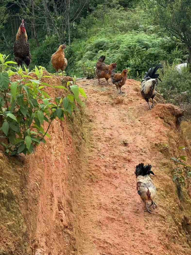 云南高海拔高山土鸡