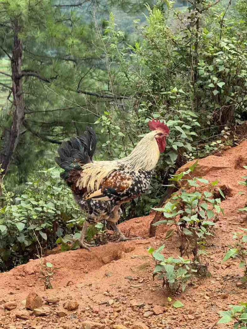 云南高海拔高山土鸡