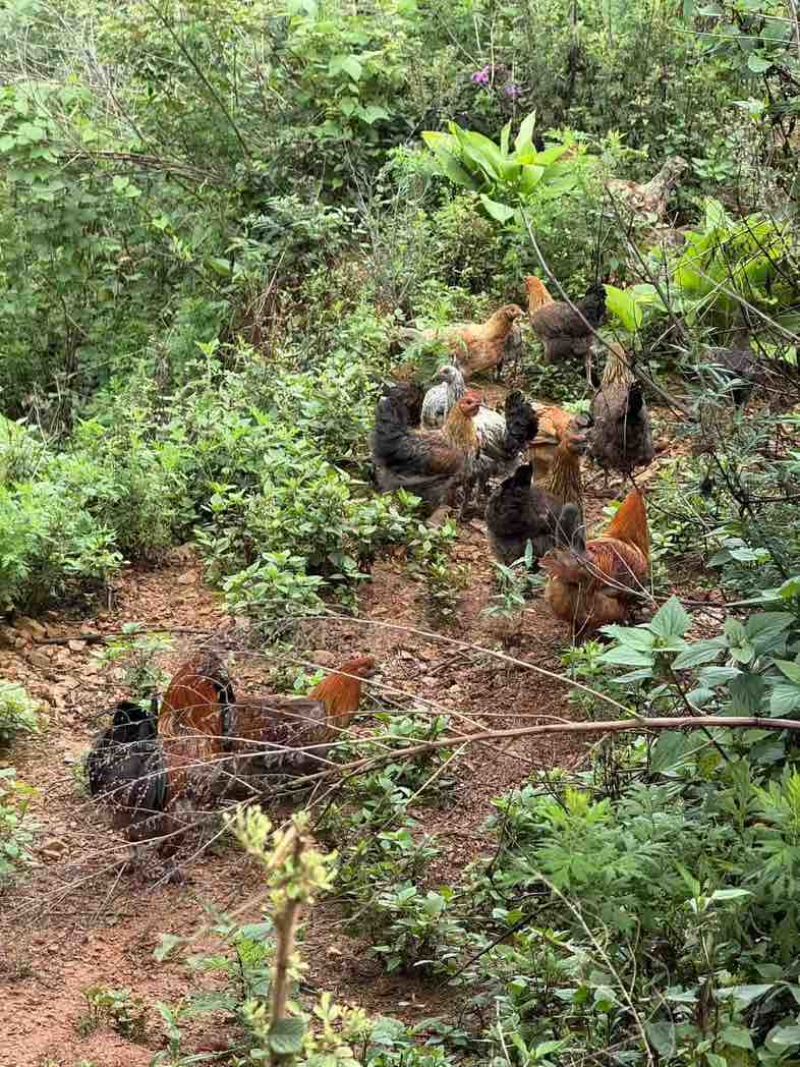 云南高海拔高山土鸡