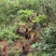 云南高海拔高山土鸡