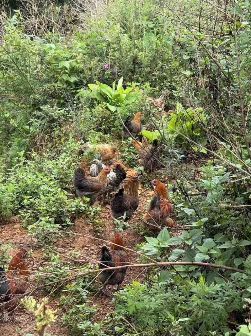 云南高海拔高山土鸡
