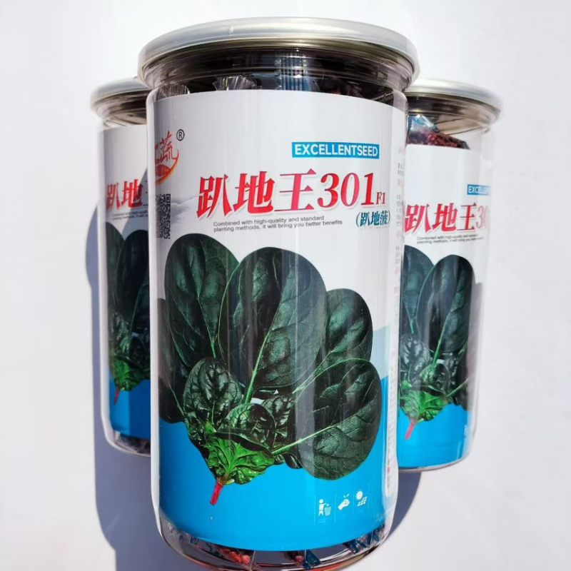 趴地王301F1趴地菠种子春秋播种菠菜种籽耐寒丰产菠菜籽蔬菜