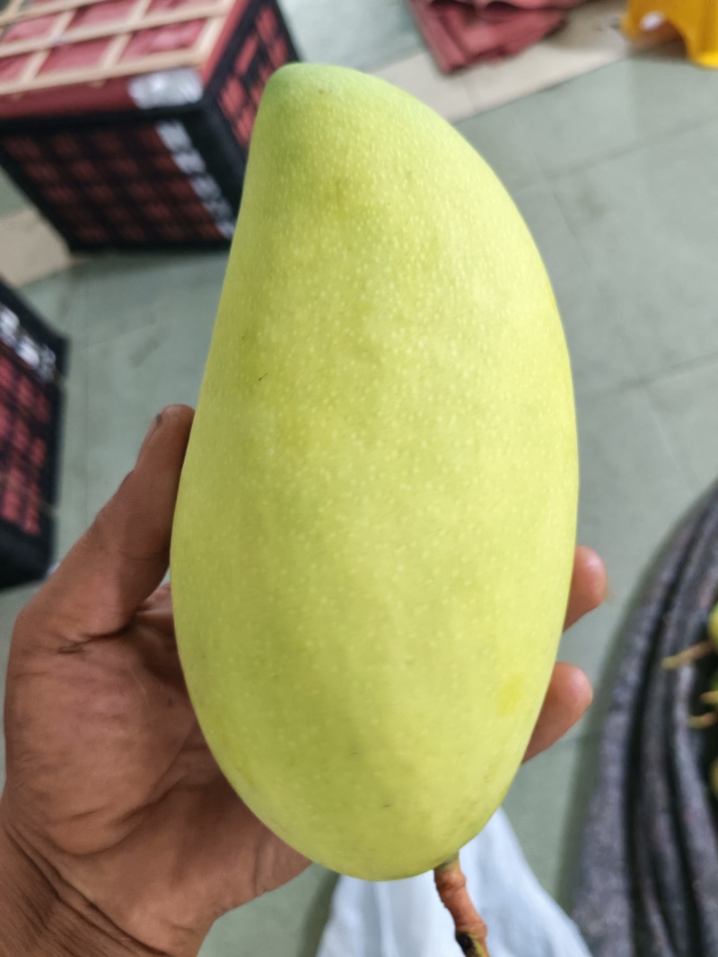 广西金煌芒果