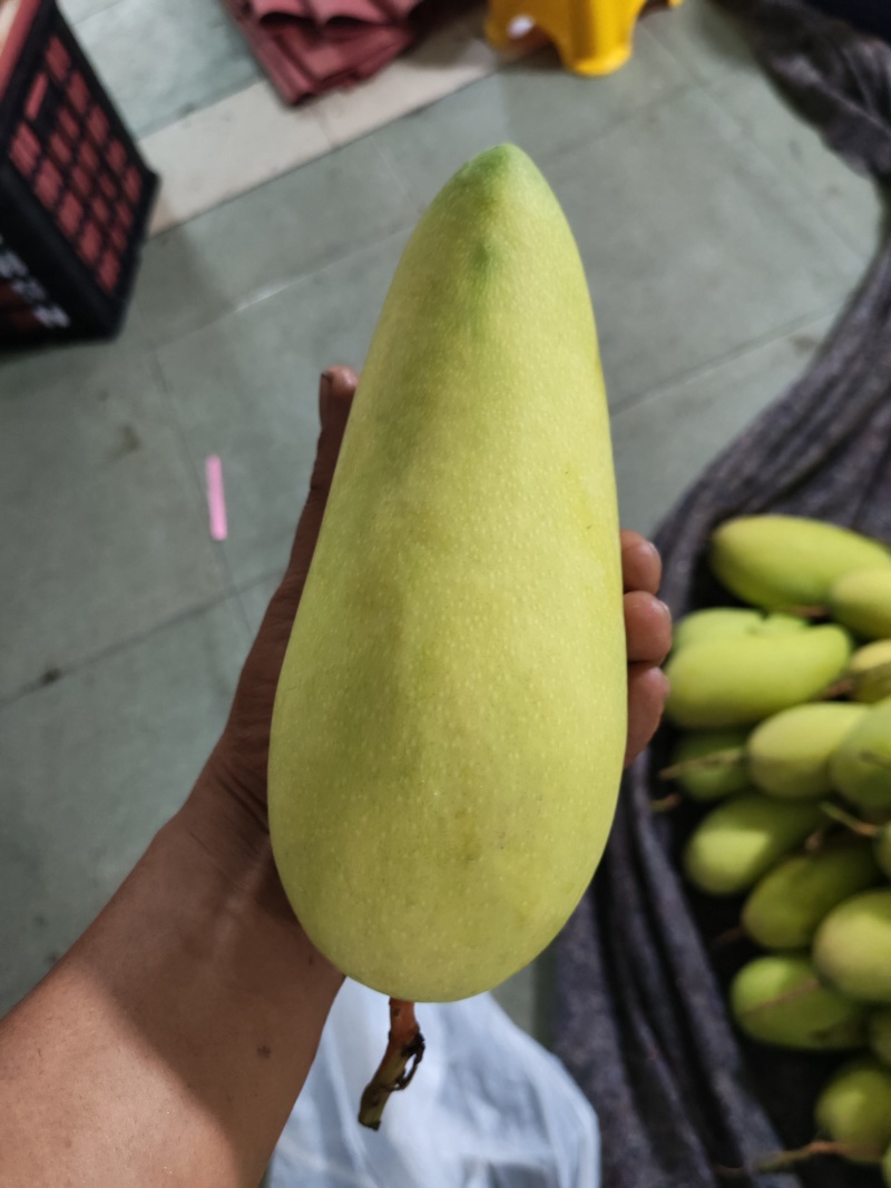广西金煌芒果
