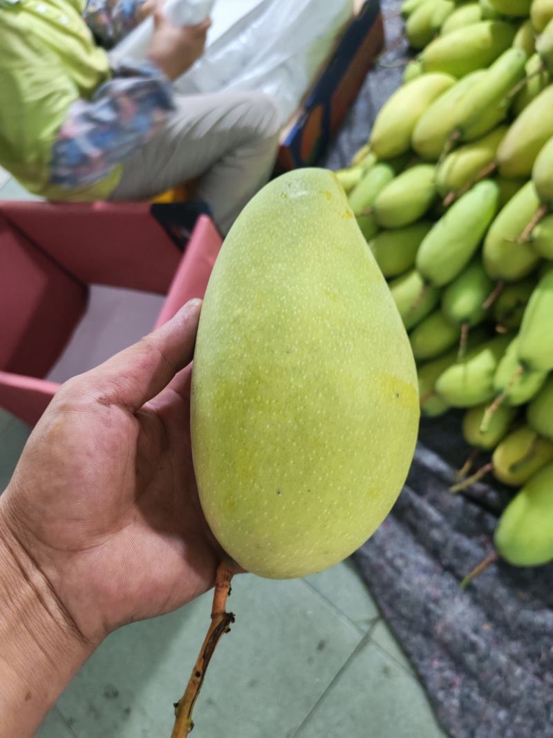 广西金煌芒果