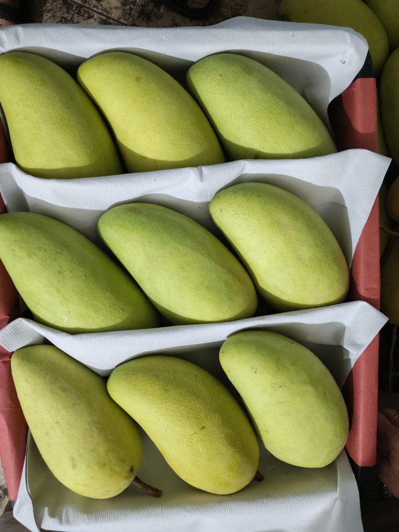 广西金煌芒果大量上市