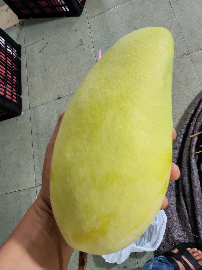 广西金煌芒果大量上市