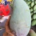 广西青芒，大量上市